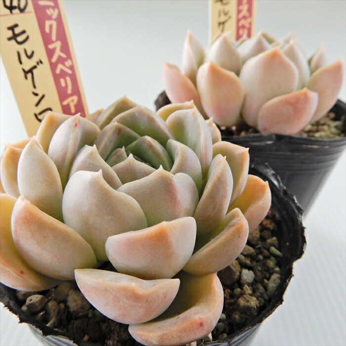 楽天市場】多肉植物 oriミックスベリア No.040 モルゲンロート 多肉