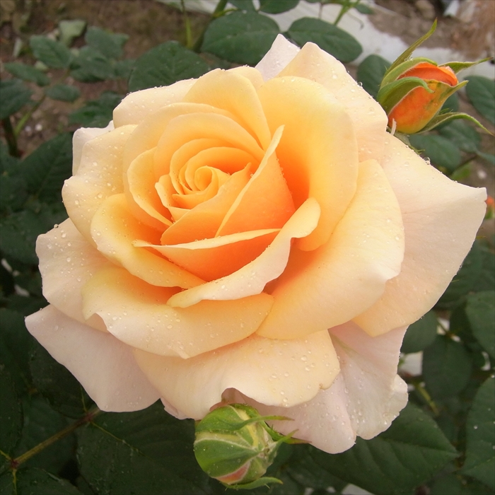 楽天市場】予約販売 バラ苗 バラ大苗 大輪 グローネ 四季咲き 薔薇