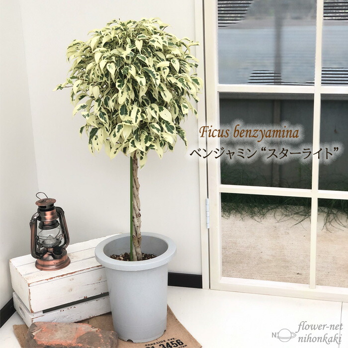 楽天市場】観葉植物 ベンジャミン スターライト 7号鉢 ベンジャミナ