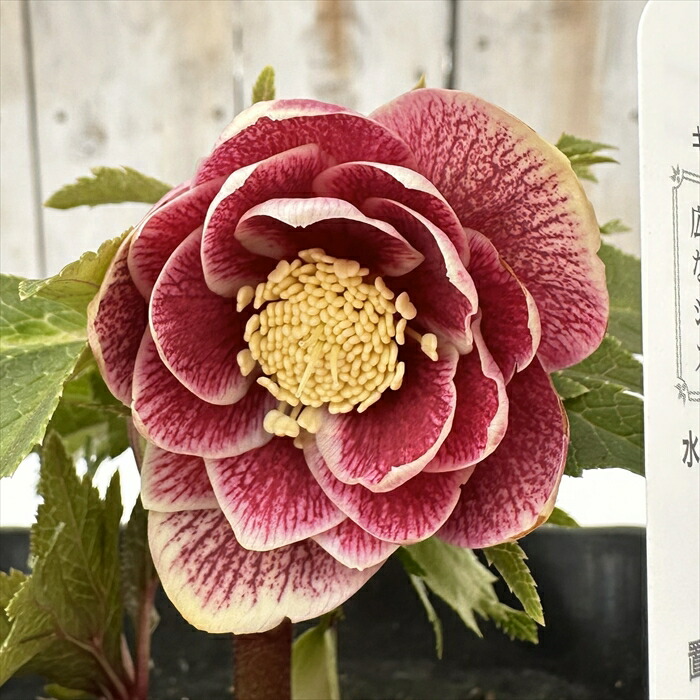 広瀬園芸　クレオパトラ系ダブル　超美人株 広瀬園芸 hirose_engei