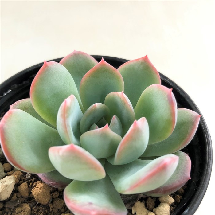 楽天市場】多肉植物 hmエケベリア ウォーターリリー 多肉植物