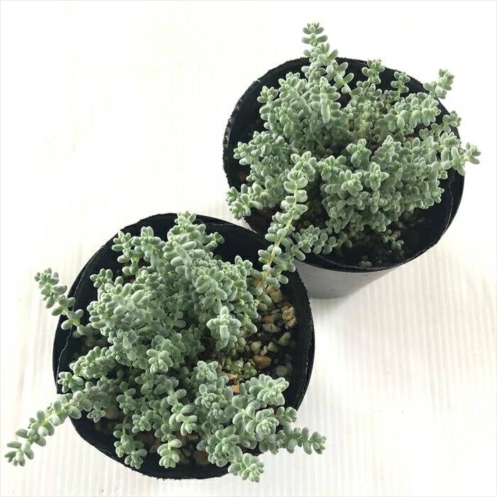 楽天市場】多肉植物 seセダム そよ風の天使 多肉植物 セダム ブレビ