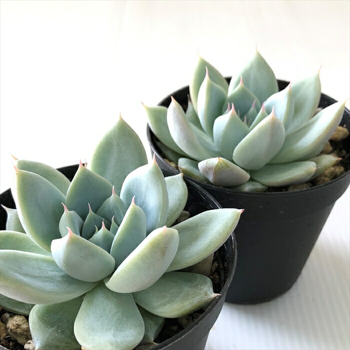 楽天市場】多肉植物 skエケベリア クリスタルランド 多肉植物