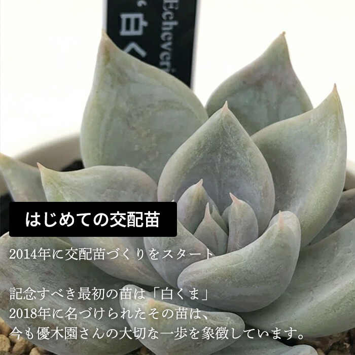 楽天市場】多肉植物 yukエケベリア ザラゴーサspノバ 多肉植物 優木園