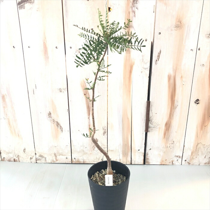 楽天市場】多肉植物 caブルセラ ミクロフィラ 実生 1214-032 多肉植物