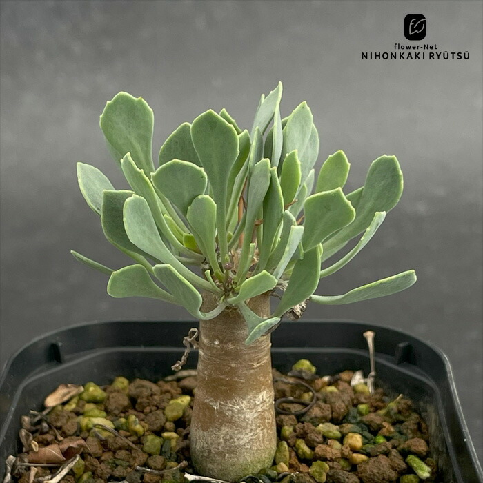 楽天市場】オトンナの通販