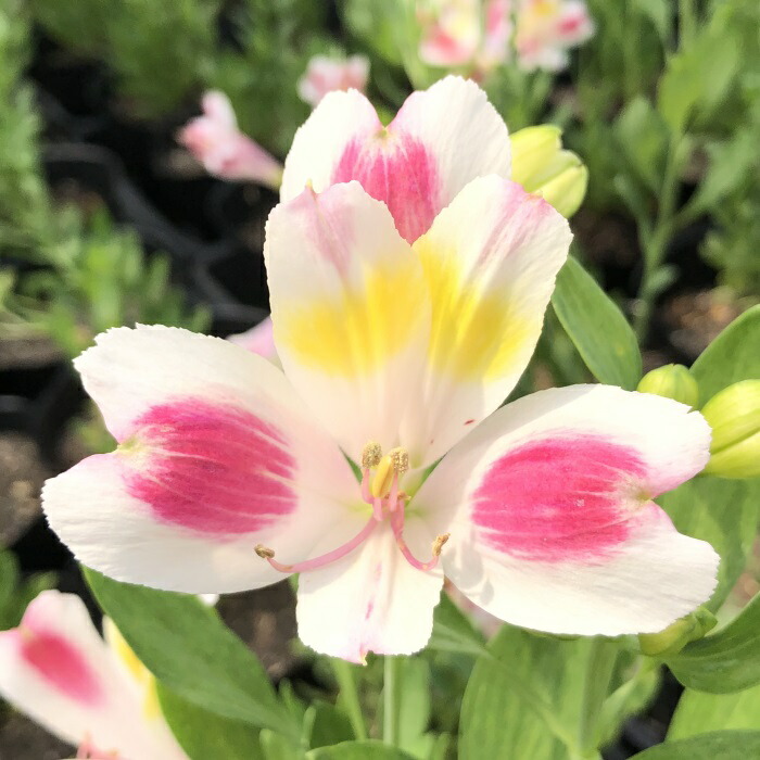 楽天市場】予約販売 アルストロメリア 苗 ホノカ 10.5cmポット 宿根草