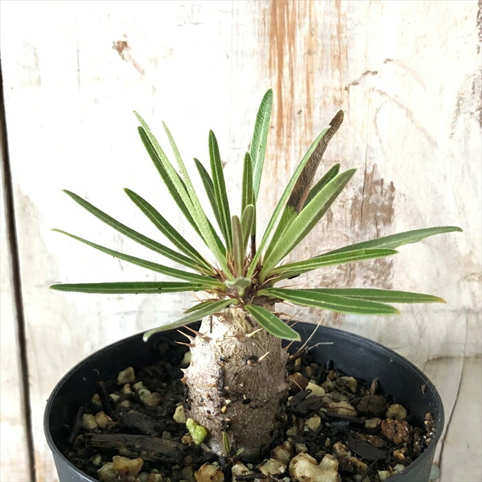 楽天市場】多肉植物 caパキポディウム グラキリス 実生 7.5cm〜9cm