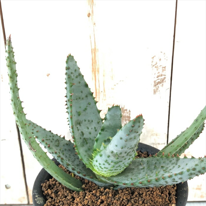 楽天市場】多肉植物 osアロエ コニフェラ おもしろ 多肉植物 9cmポット