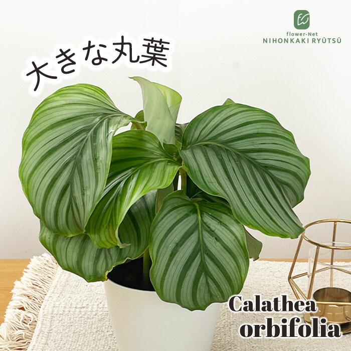 楽天市場】観葉植物 カラテア（花・観葉植物｜花・ガーデン・DIY）の通販