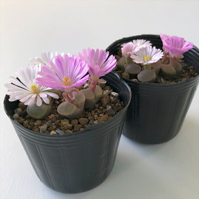 楽天市場】多肉植物 hmオフタルモフィルム 実生 Ophthalmophyllum 多肉