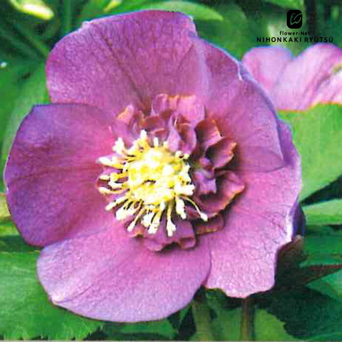 楽天市場】クリスマスローズ苗 セミダブル レッド 杉山交配 9cmポット