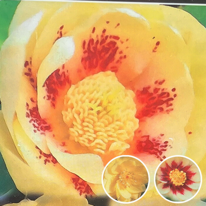 楽天市場】クリスマスローズ苗 ゴールド系ダブル 10.5cmポット 曽田