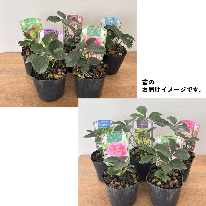 楽天市場】クリスマスローズ苗 ダブル 5株セット 9cmポット 新潟県産