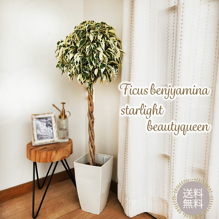 楽天市場】観葉植物 フィカス ベンジャミン スターライト ビューティー