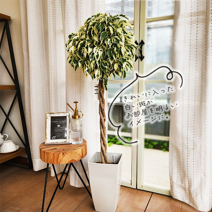 楽天市場】観葉植物 フィカス ベンジャミン スターライト ビューティー