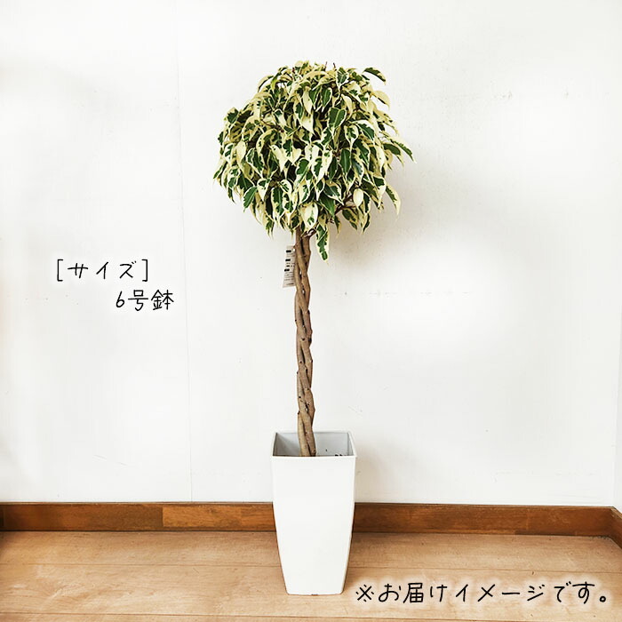 楽天市場】観葉植物 フィカス ベンジャミン スターライト ビューティー