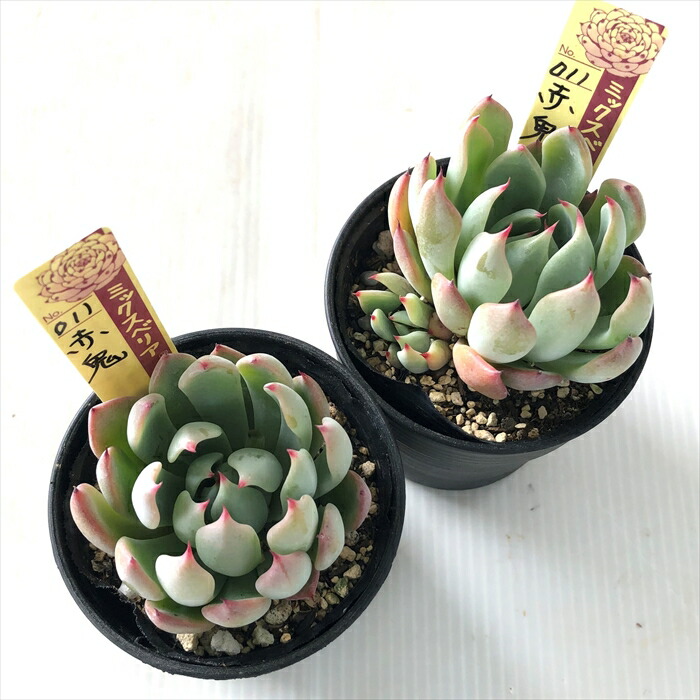 楽天市場】多肉植物 oriミックスベリア No.011 赤鬼 多肉植物 お
