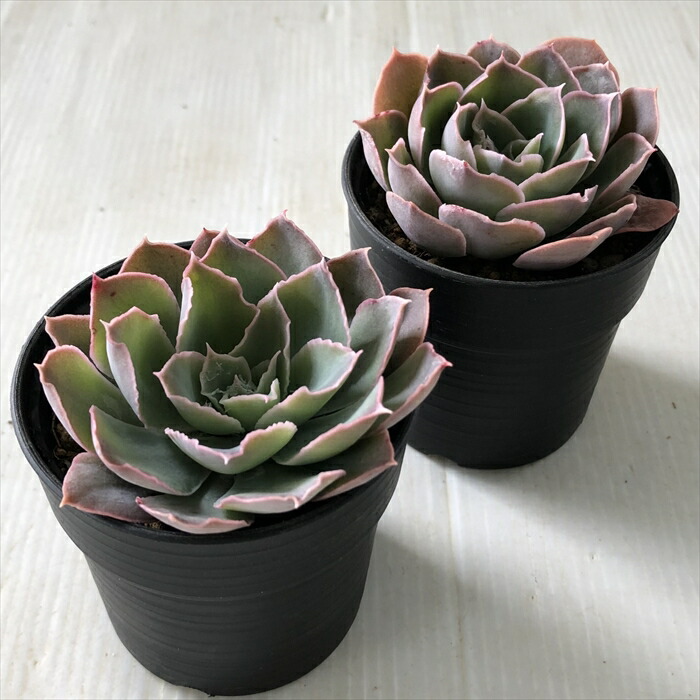 楽天市場】多肉植物 hxエケベリア ラグナサンチョス×シャビアナペレ