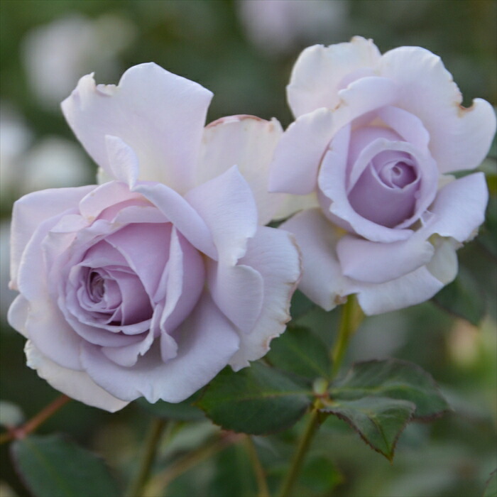 楽天市場】先行予約 【2025年春新品種】 バラ苗 バラ大苗 ロサ