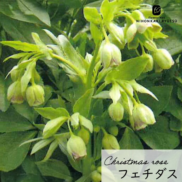 苗 クリスマスローズ 苗 原種」の人気商品一覧 | 安い商品を通販サイト