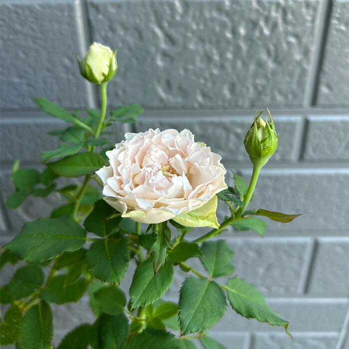 楽天市場】予約販売 バラ苗 バラ大苗 刀 契約品種 薔薇 ばら 送料無料