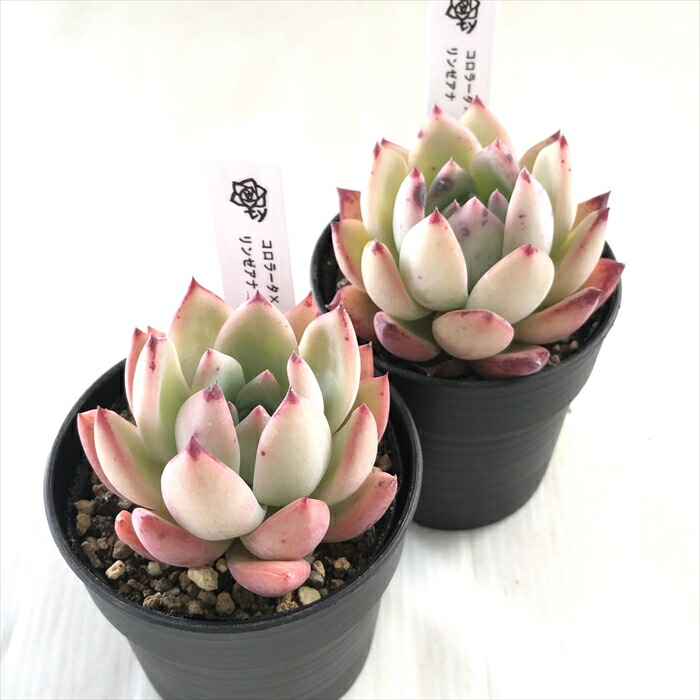 楽天市場】多肉植物 TYエケベリア コロラータ×リンゼアナ 多肉植物 TY