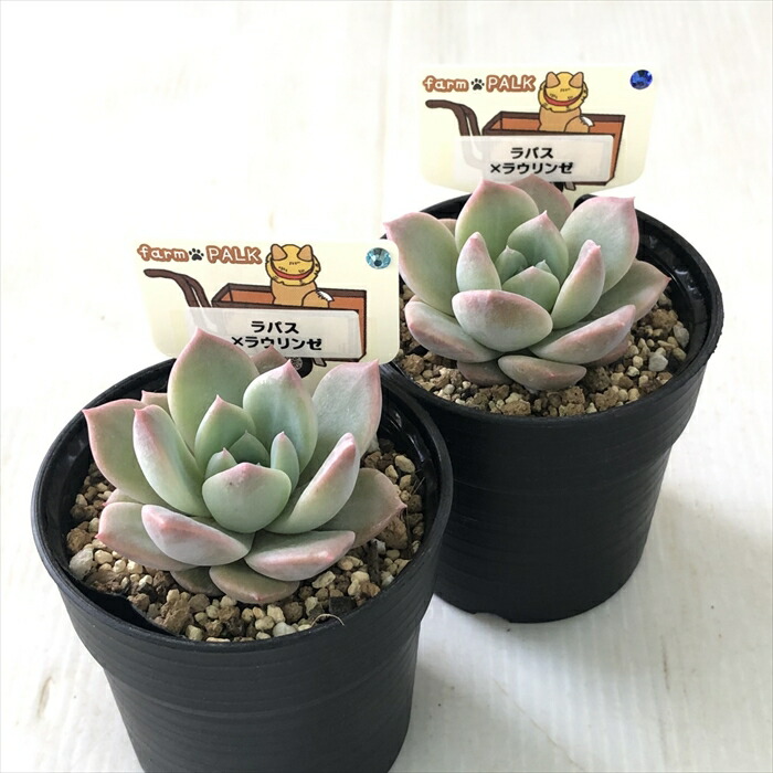 楽天市場】多肉植物 plkエケベリア ラパス×ラウリンゼ 多肉植物 パルク