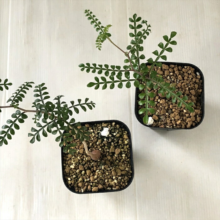 楽天市場】多肉植物 caオペルクリカリア デカリー 実生 多肉植物 送料