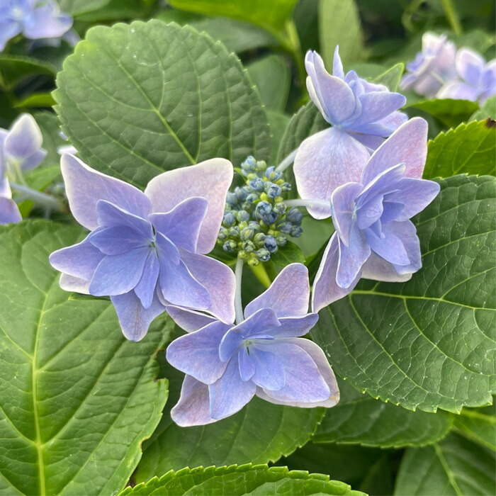 楽天市場】アジサイ コンペイトウ 7.5cmポット 加茂 KAMOセレクション