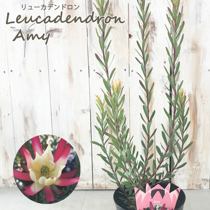楽天市場】リューカデンドロン エイミー 5号鉢 Amy オージープランツ