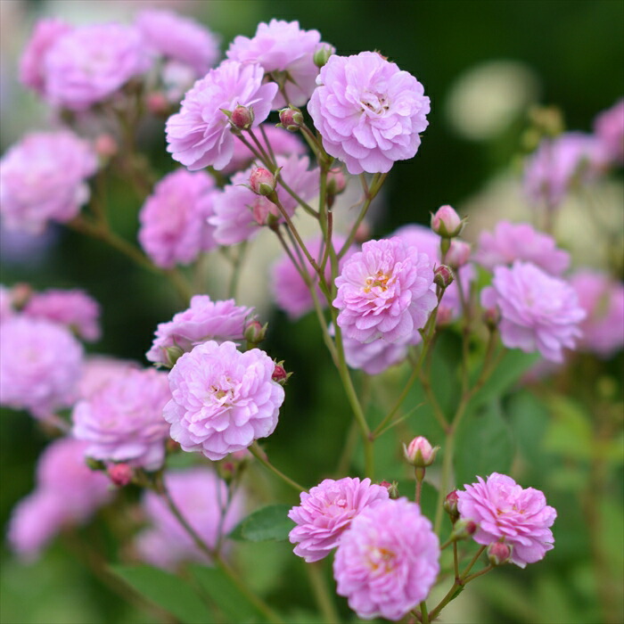 楽天市場】予約販売 【2025年秋新品種】 バラ 苗 バラ 新苗 河本バラ園