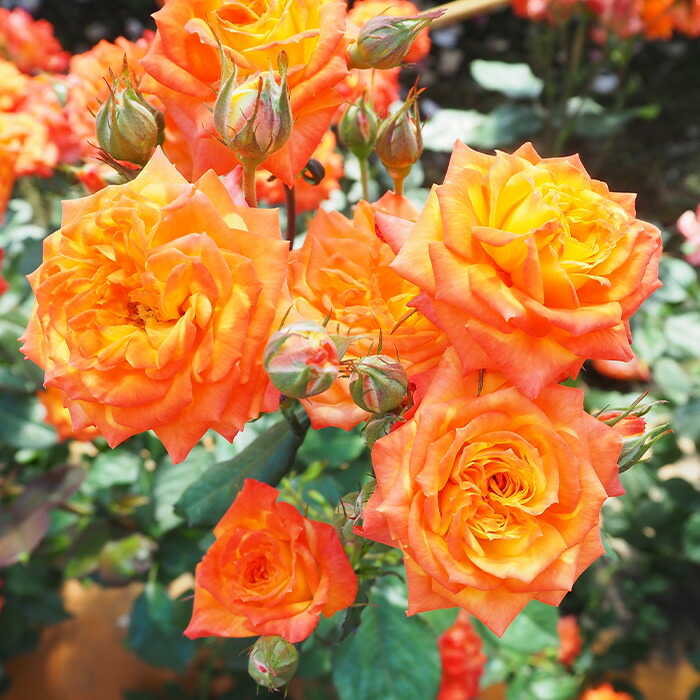 楽天市場】予約販売 バラ 苗 バラ 新苗 中輪 カリスマ 四季咲き 薔薇