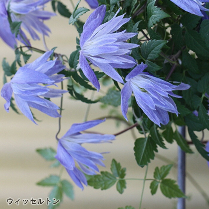 楽天市場】クレマチス 苗 マクロペタラウェッセルトン アトラゲネ系