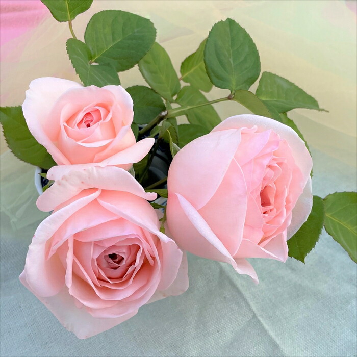 楽天市場】予約販売 バラ 苗 バラ 新苗 京阪園芸 さくらいろ 四季咲き