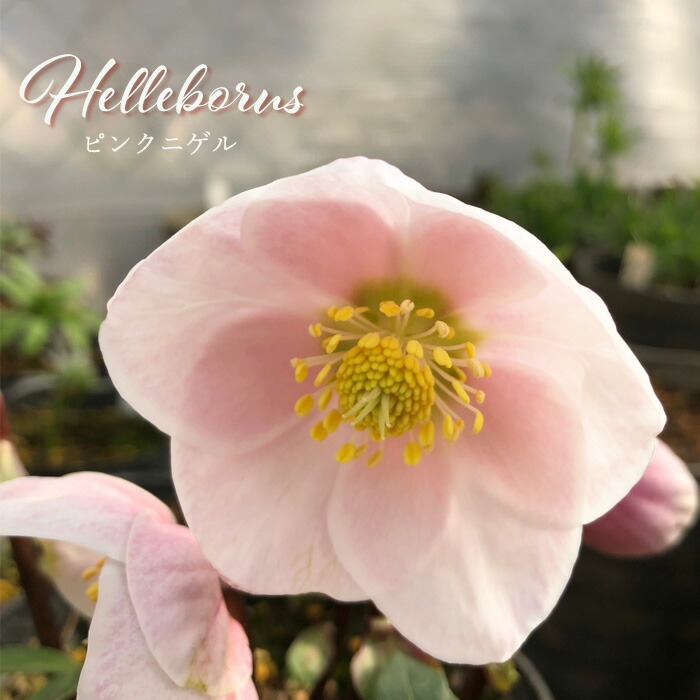 楽天市場】クリスマスローズ ピンクニゲル 広瀬園芸さん 4.5号鉢 送料