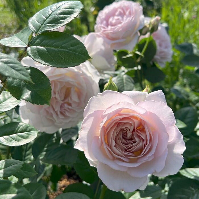 楽天市場】予約販売 バラ 苗 バラ 新苗 河本バラ園 タフタ 品種登録