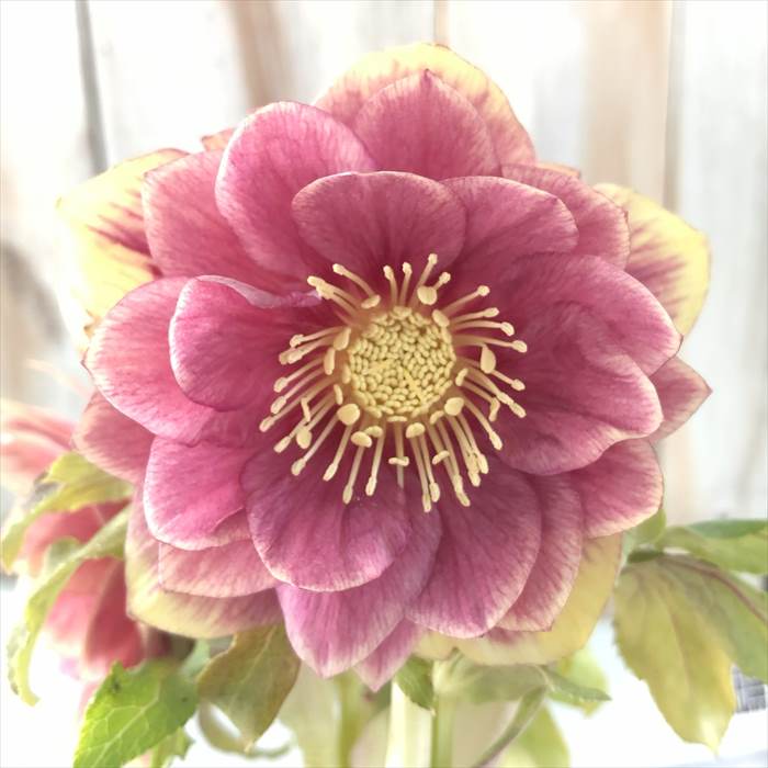 楽天市場】クリスマスローズ 広瀬園芸 ソレイユ ダブル 0213-006 現品