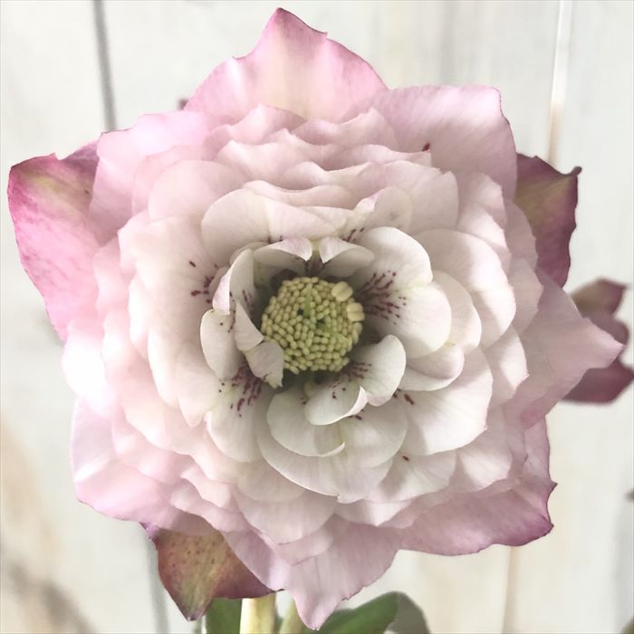 現品・ポットまま発送】超希少 充実株花もりもり曽田園芸多弁咲き