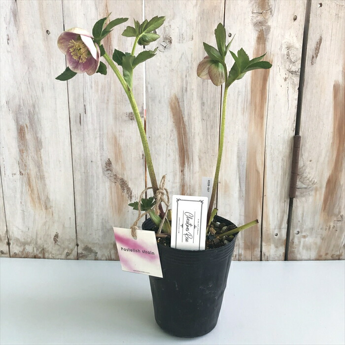 楽天市場】クリスマスローズ 大和園 パステリッシュストレイン 0228