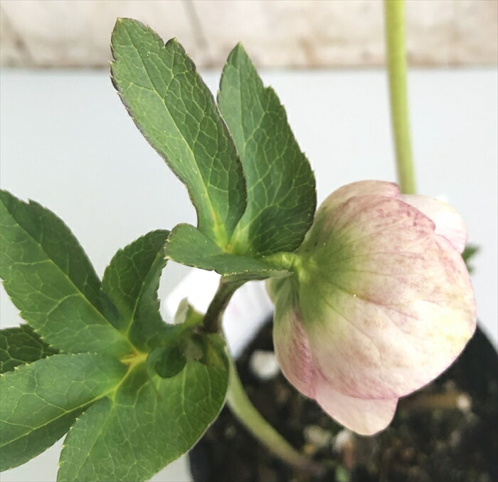 楽天市場】クリスマスローズ 大和園 パステリッシュストレイン 0228