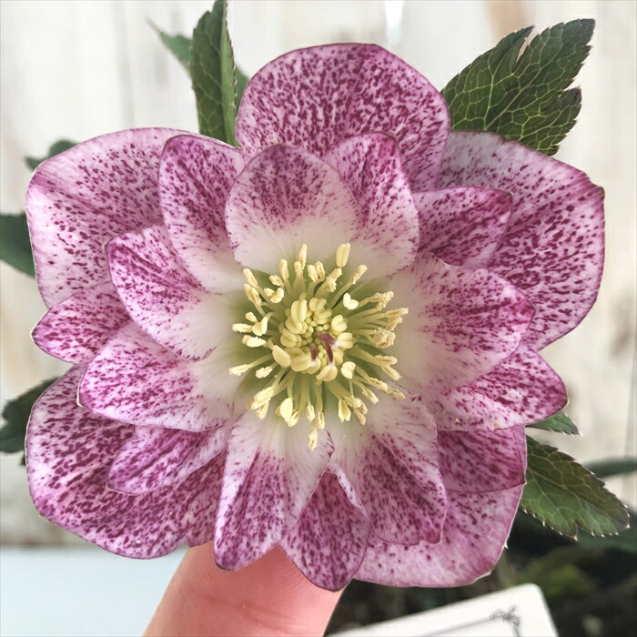 楽天市場】クリスマスローズ 大和園 フレックルキス交配 ピンク