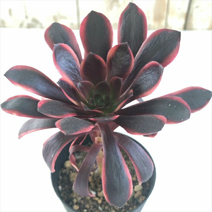 楽天市場】多肉植物 caアエオニウム スーパーバン 多肉植物