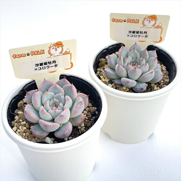 楽天市場】多肉植物 plkエケベリア 沙羅姫牡丹×コロラータ 多肉植物