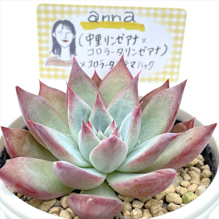楽天市場】多肉植物 annaエケベリア （中里リンゼアナ×コロラータ
