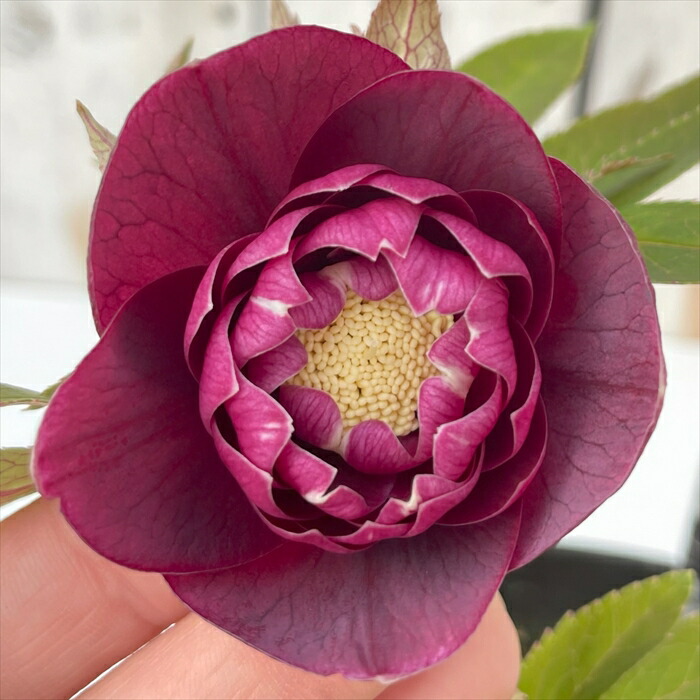 広瀬園芸 クリスマスローズ　オーレア系アンティークピンクベイン多弁花 開花株 広瀬園芸 クリスマスローズ オーレア系 ピンクグラデーションdd