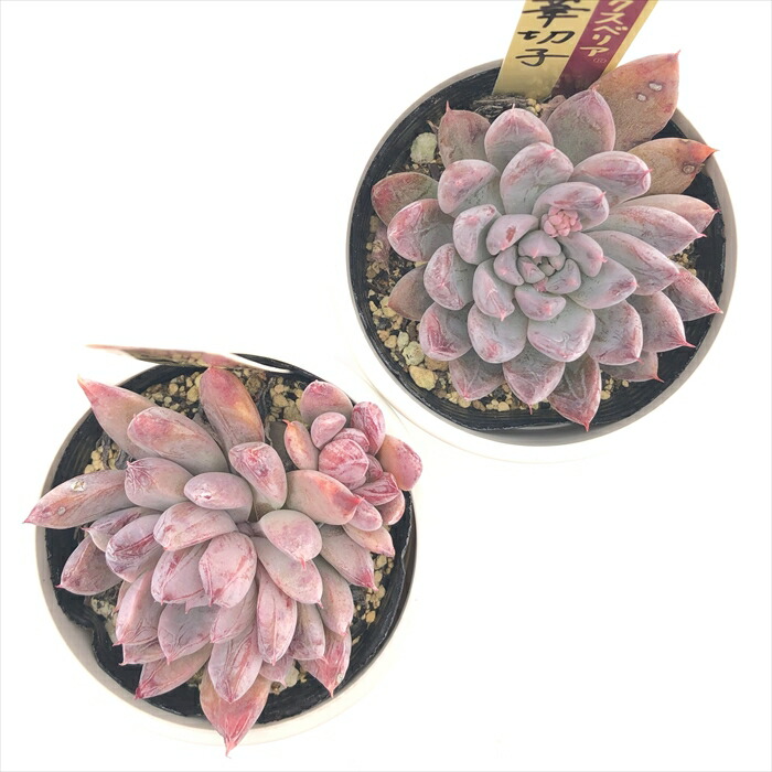 楽天市場】多肉植物 oriミックスベリア No.067 華切子 多肉植物 お