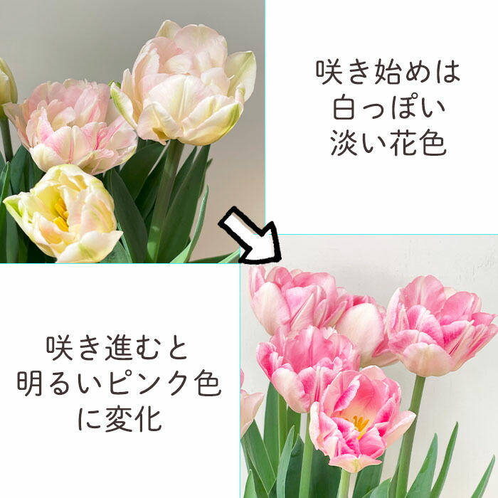 楽天市場】チューリップ フォックストロット 5号鉢 送料無料 鉢植え 鉢