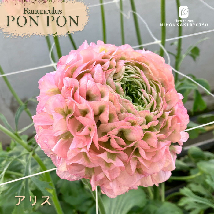 楽天市場】ラナンキュラス ポンポンシリーズ 苗 ポンポン アリス 10.5