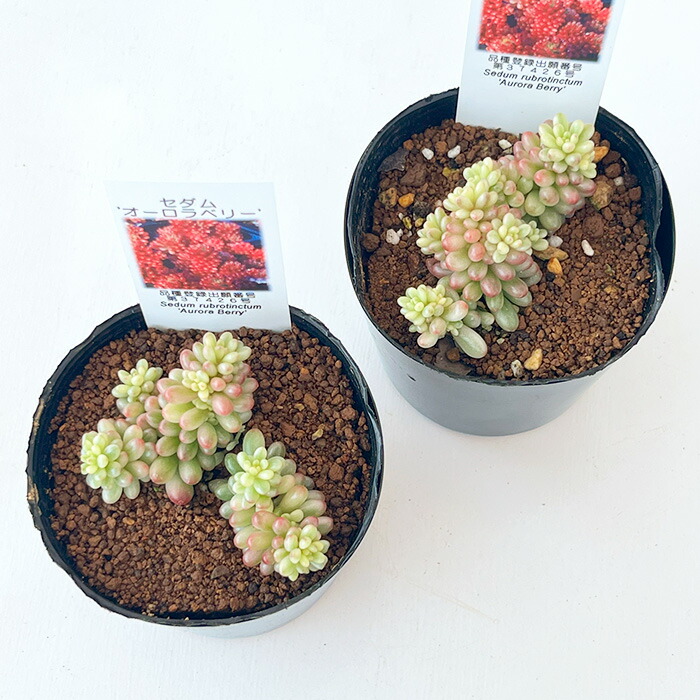 楽天市場】にじはな セダム オーロラベリー 品種登録申請中 多肉植物